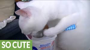Intelligent Cat Loves To Eat Yogurt With A Spoon Cat Love Cats Yogurt