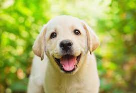 We divided them into 40 dog names and 20 cat names, but you can definitely name your feline after a pup or vice versa. Unique Dog Names We Love Parents