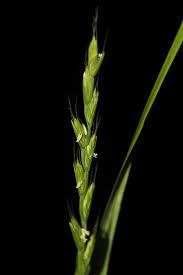 Image result for Ctenium longiglume