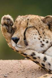 20 Animal Wallpaper Animal Photography Unique Animals Animals Images