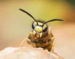 Maybe you would like to learn more about one of these? Les Guepes Piqueuses Mais Excellents Predateurs D Insectes