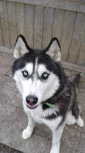 Adopt Alaina On Petfinder Siberian Husky Rescue Husky Rescue Siberian Husky
