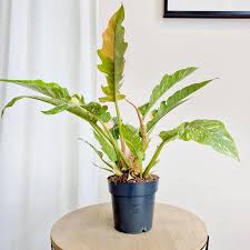 Image result for Filodendron Philodendron