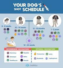 Puppy mills like to sell them at 5 weeks without shots, which is a recipe for parvo. How Often Should A Dog Be Vaccinated For Distemper Dogwalls