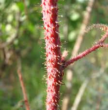 Image result for Psychotria djumaensis