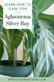 Caring For Your Aglaonema Silver Bay Fast Growing Plants Chinese Evergreen Plant House Plant Care