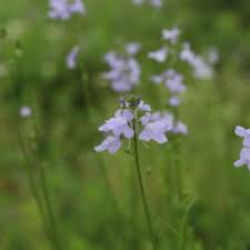 Gary regner photography specializes in photography of texas wildflowers, texas landscapes, and other nature and outdoor subjects mainly in texas. Plant Id Forum Delicate Light Purple Wildflower Garden Org