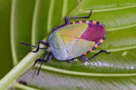 Check spelling or type a new query. How To Get Rid Of Stink Bugs In The Home Or Garden Gardener S Path