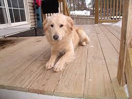 Make sure you talk to the breeder about the other breed in the mix. Worcester Ma Golden Retriever Meet Buddy A Pet For Adoption
