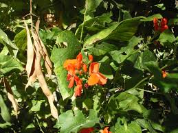 Image result for Phaseolus coccineus