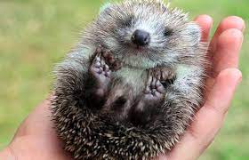 Because of this, there's been a growing interest in hedgehogs as pets and we couldn't be happier. Are Hedgehogs Are Pest In New Zealand