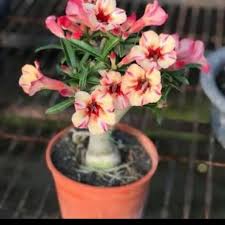 Tetapi tahukah anda sebenarnya ada beberapa jenis bunga kamboja yang bisa dijadikan sebagai tanaman hias, salah satunya bunga kamboja jepang. Bibit Bonsai Tanaman Hias Adenium Kamboja Jepang Plus Pot Shopee Indonesia
