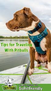 Bit.ly/oc61hj meet ace the elite. Tips For Traveling With Dogs Affected By Discrimination