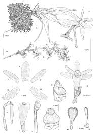 Image result for Kylicanthe