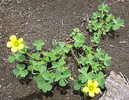 Image result for Oxalis corniculata