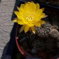 When you think of the desert, what comes to mind? Cactus And Succulents Forum How Long Can Succulents Survive In Shipping Garden Org