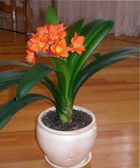 каталог комнатных комнатные цветы фото и названия и уход за ними Komnatnyj Cvetok Kliviya Ego Opisanie I Raznovidnosti Neobhodimye Usloviya Vyrashivaniya Peresadka Razmnozhenie Vyrashivanie Orhidej Sad S Orhideyami Cvetok