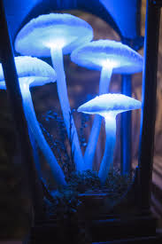 Mushroom Lamp By Thesnowmade Stuffed Mushrooms Glowing Mushrooms Mushroom Lamp