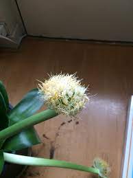 A stem is one of two main structural axes of a vascular plant. What Is This Potted Plant With Dark Green Leaves And Puffy White Flowers On Long Stems Gardening Landscaping Stack Exchange