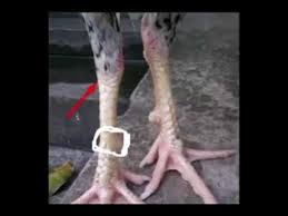 Katuranggan sisik kaki ayam mematikan. Ini Dia Keistimewaan Sisik Melingkar Dibagian Atas Pada Kaki Ayam Aduan Ù„ÙŠØ¨ÙŠØ§ Vlipa Lv