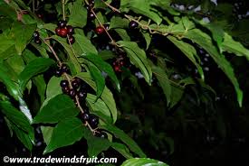 Image result for Dovyalis zeyheri