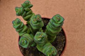Image result for Crassula globularioides
