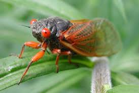 Periodical cicadas like this one are expected to emerge across much of the eastern us in may. 2021 Cicadas When Is The Big Brood X Cicada Swarm Coming Nj Com