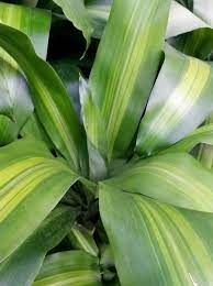Despite the variety of dracaena types, care for dracaena most popular species is approximately the same. Dracaena Home Garden Information Center