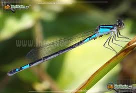 Dragonflies And Damselflies