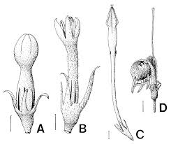 Image result for Pseudomussaenda stenocarpa