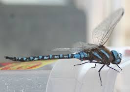 Black And Blue Dragonfly Black Blue Dragonfly Side Rhionaeschna Multicolor Blue Dragonfly Dragonfly Colorful Dragonfly