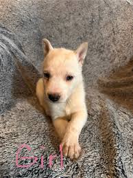 Husky puppies for sale in Canton Ohio area