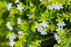 Image result for Goodeniaceae