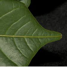 Image result for Lecaniodiscus