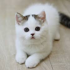 Kucing lucu imut bergerak baik untuk wallpaper hp smartphone, tablet, dp bbm, wa dan profile dan wall facebook. Rayakan International Cat Day Ini 5 Jenis Ras Kucing Peliharaan Yang Lucu Dan Super Gemas Orami