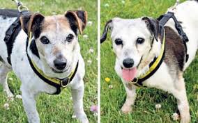 Can you adopt one of these adorable dogs?