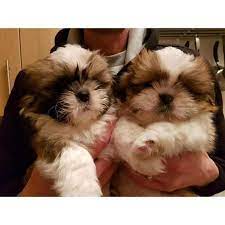 Bvfcc Awesome Imperial Shih Tzu Pups In Huntington Beach Quintessential Shih Tzu Imperial Shih Tzu Blue Shih Tzu Bla Shih Tzu Puppy Puppies For Sale Shih Tzu