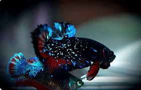 Galaxy Plakat Betta Betta Fish Types Betta Fish Betta