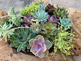 In this diy project you learn how to simply make a gorgeous living succulent wreath to hang or use as a table centerpiece. Live Succulent Arrangements In Live Edge Wood Planter Large Size 125 225 The Loving Ewe Farm