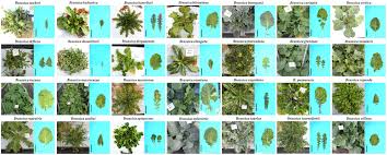 Image result for Brassica