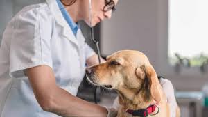 Somos la opción de los médicos veterinarios para el manejo integral de los pacientes y sus necesidades. Venezuela Conmemora Este 21jul El Dia Nacional Del Medico Veterinario