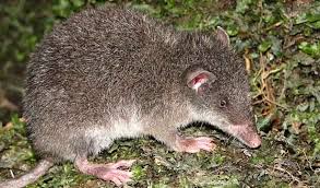 Image result for Anisopappus paucidentatus