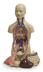 Introducing about the human body anatomy model. Human Torso Model 11 Parts 50cm Tall