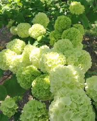 アジサイ アナベル の特徴と育て方 綺麗な花を咲かせるコツとは 暮らし の