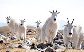 The hoof also has a hard wall that can grab on to steep cliffs and a soft. Best Hikes To See Mountain Goats Outdoor Project