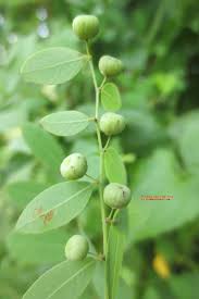 Image result for Phyllanthus reticulatus