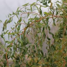 Image result for venturia saliciperda willow tree