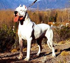 25 Most Expensive Dog Breeds In The World List25 Most Expensive Dog Expensive Dogs Dog Argentino