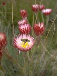 Image result for Helichrysum adenocarpum