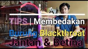 Untuk burung cockatiel betina dewasa dan betina muda terlihat sama. Tips Membedakan Burung Blackthroat Jantan Dan Betina Youtube